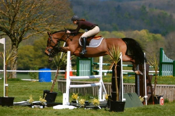horse jumping equipment